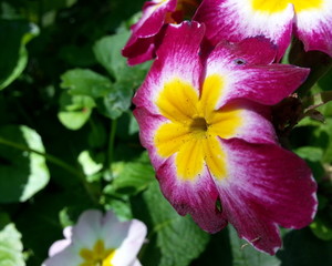 Pink Flower with Yellow Center