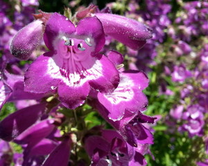 Purple Bell Flowers with White Centers