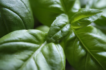 Basil Leaves