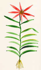 Naklejka premium specimen of flower on ivory colored paper