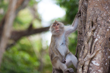 monkey on tree in jungle