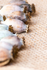 Macro photography of poppy heads and poppy seeds
