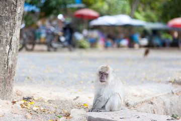 white macaque on street in Thailand