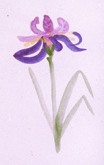 iris flower on pink colored paper