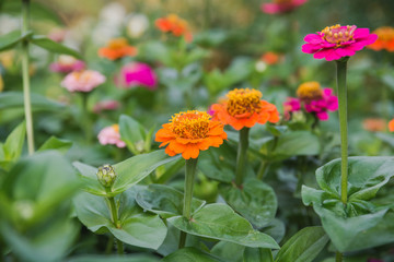 Flowers on a bed. Red, orange flowers in a garden.