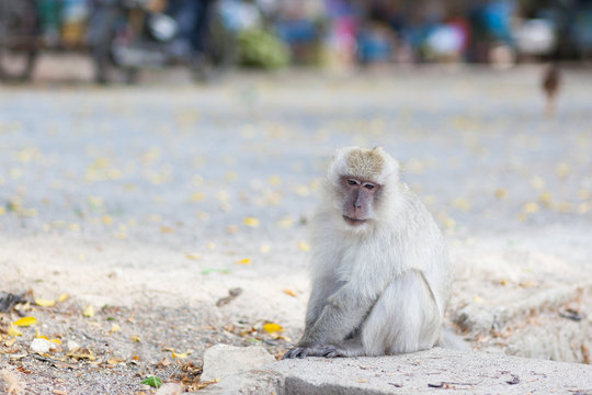 white monkey on the ground