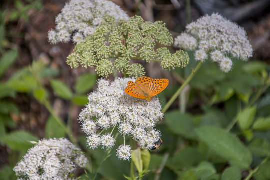 Mariposas 