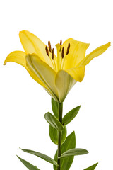 Flower of yellow oriental lily, isolated on white background