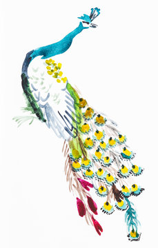 peacock on white paper