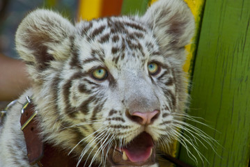 white tiger puppy