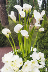 White amaryllis flowers and white callas flowers