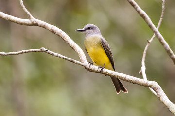 Obraz premium Tropical Kingbird