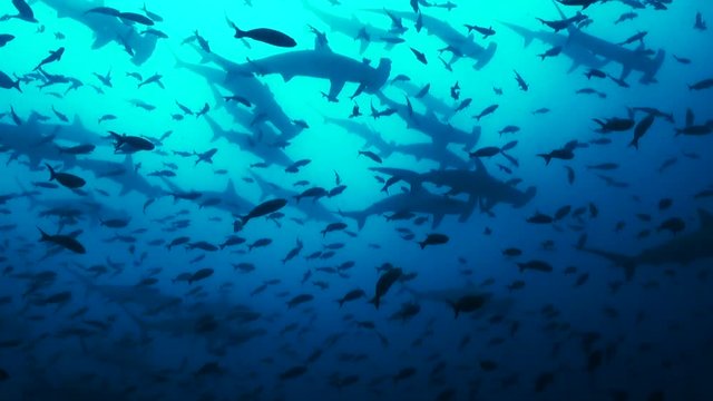 Low angle POV, hammerheads swim over school of fish
