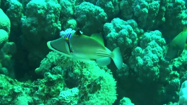 Close up, Picasso triggerfish swims over reef