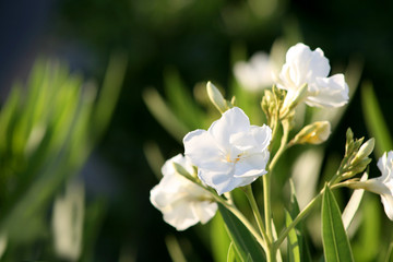 Obraz na płótnie Canvas Flores blancas en jardin close up