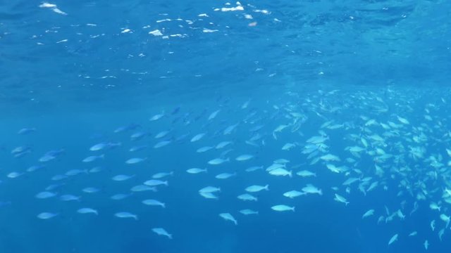 Schools of fish swim by surface of Indian Ocean, POV