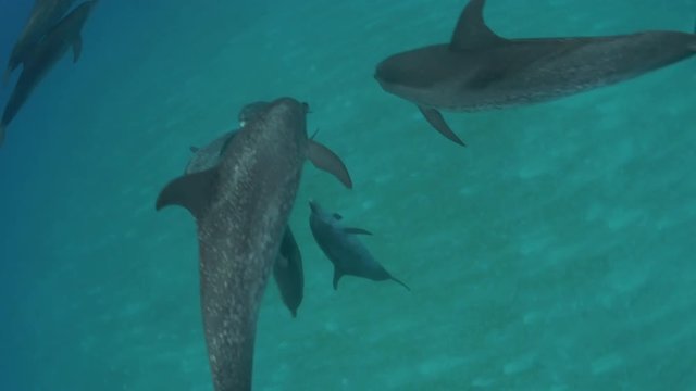 Bahamas, spotted dolphins swim by surface