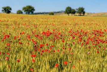 Poppy field
