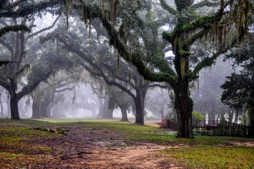 Fototapeta premium Greenwood in Mist