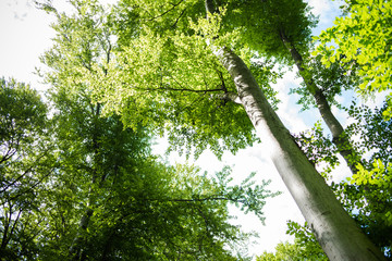 Obraz premium Forest vegetations