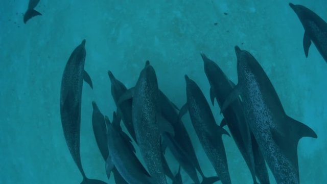 POV, pod of spotted dolphins swim at ocean floor