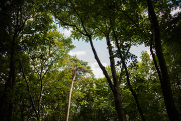 Forest vegetations