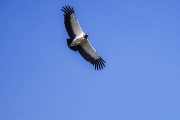 King Vulture