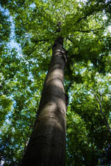 Fototapeta premium Forest vegetations
