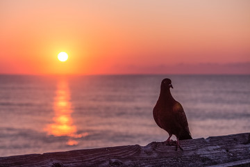 Sunrise Pigeon