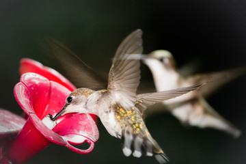 Hummingbird