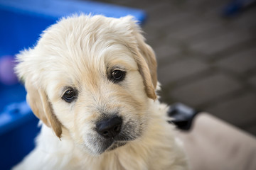 Golden Retriever Welpe