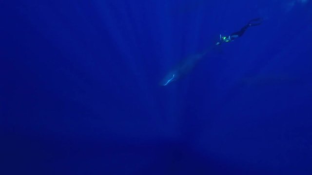 Sperm Whale in ocean, close up