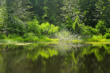 A small pond and fallen dead tree within Topsmead state forest in Litchfield Connecticut.