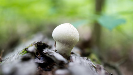 Mushroom at Central Park 2