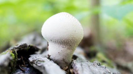 Mushroom at Central Park