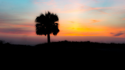 Palm Tree Sunset silhouette