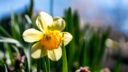 Obraz premium buttercup 2