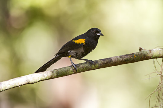 Variable Oriole