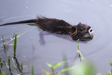 The image of nutria