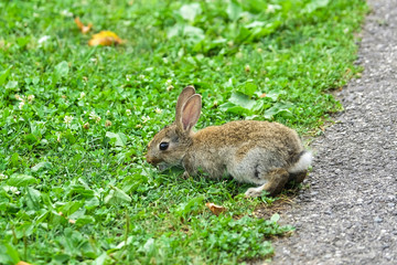 The image of rabbit