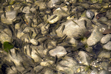 background with the image of a swimming fish