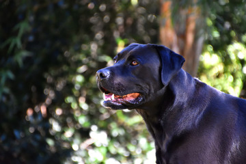 Happy Labrador