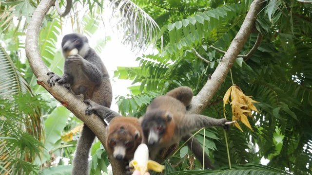 Person feeds three lemurs on tree, Comoros