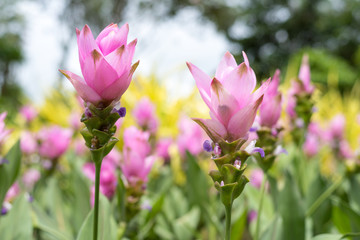 Siam Tulip blooming in the garden