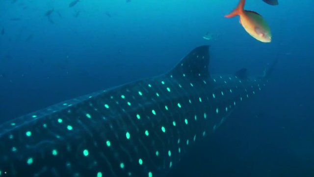 Whale shark swims under school of fish, Galapagos