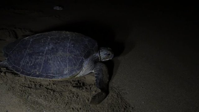 Sea turtle crawls across beach at night, Comoros