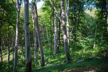 Fototapeta premium Beech forest