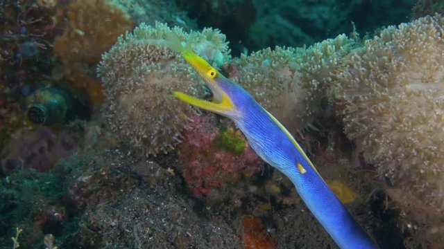 Blue ribbon eel in Bali, Indonesia reef