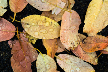 wet leaves