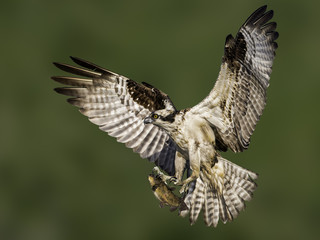 Osprey Flying with Fish on Green Background